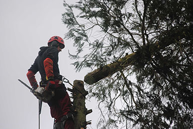 elagage abattage élagueur arbres seine et marne