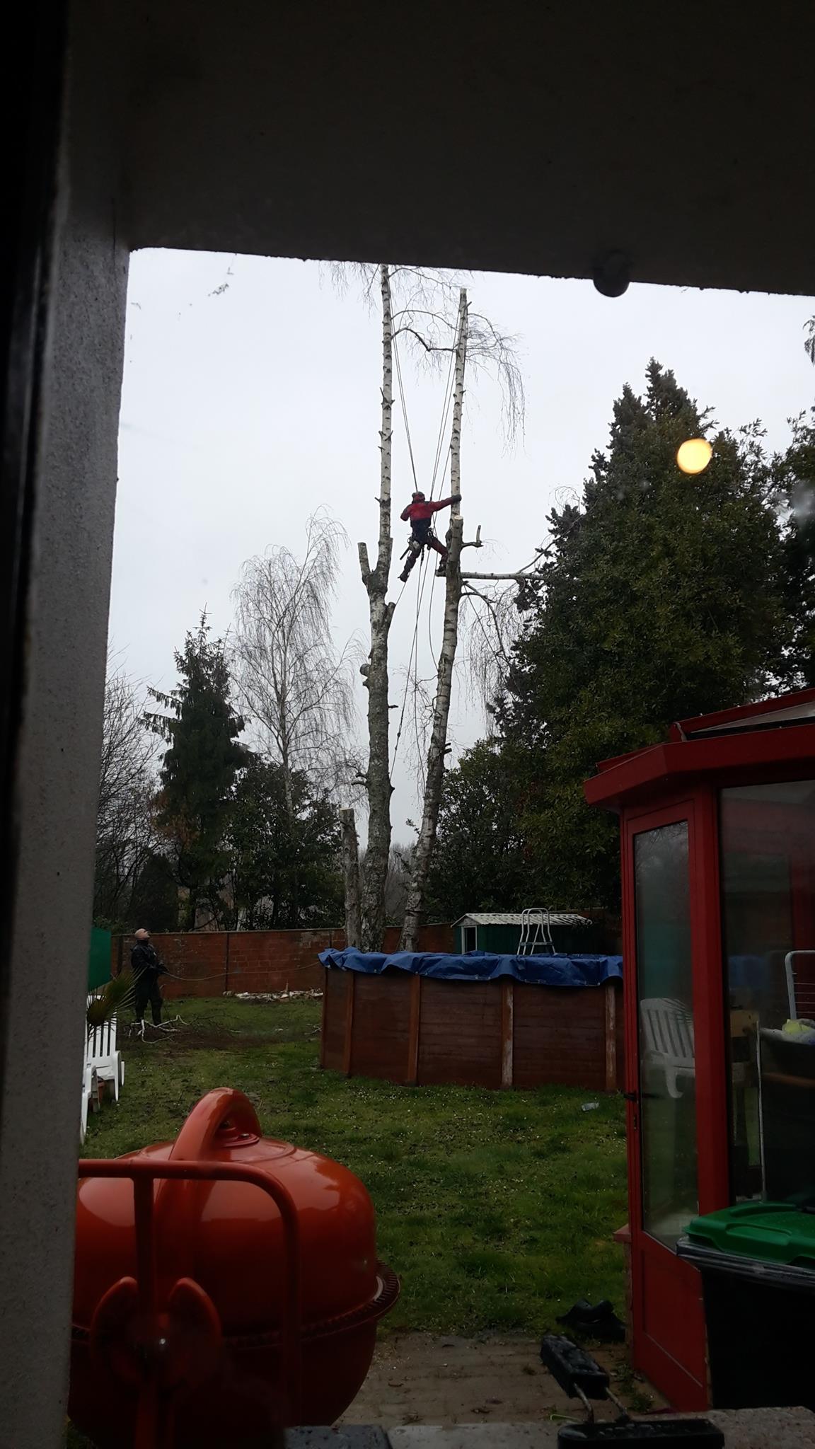 elagage abattage Rebais, 77510