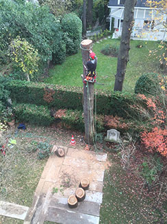 elagage abattage Meaux, 77100